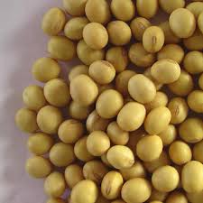 Soya Bean Manufacturer Supplier Wholesale Exporter Importer Buyer Trader Retailer in Nanded Maharashtra India